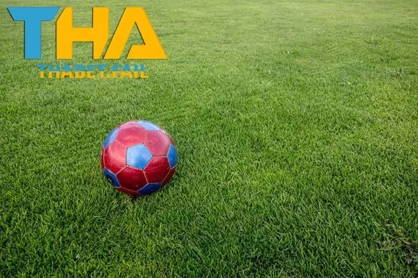 Cá Cược Bóng Đá Cỏ 2025: Từ Cơ Bản Đến Chuyên Sâu 3 Bí quyết đạt hiệu quả cao khi phân tích tỷ lệ cược trong bóng đá sân cỏ.